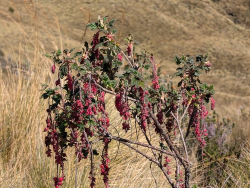 Ribes hirtum (Ribes hirtum)