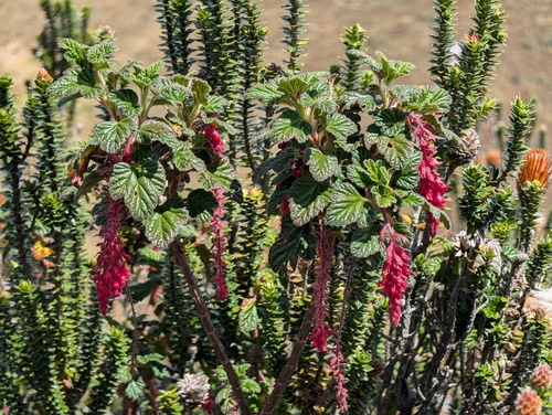 Ribes hirtum (Ribes hirtum)