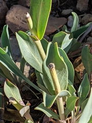 Penstemon pachyphyllus