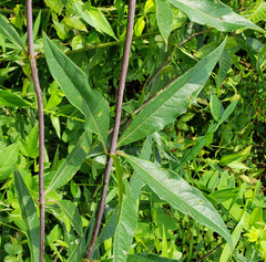 Silphium asteriscus trifoliatum