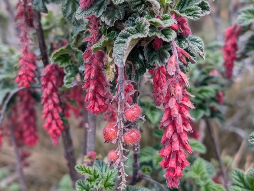 Ribes hirtum (Ribes hirtum)
