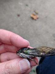 Neotibicen lyricen engelhardti