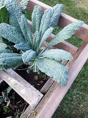 Brassica oleracea acephala