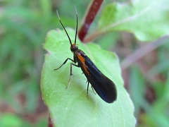 Mathildana newmanella