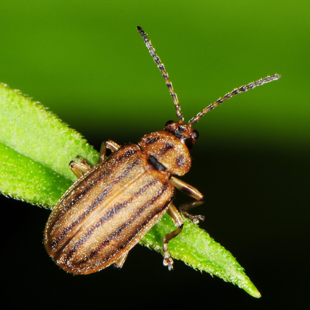 Ophraella