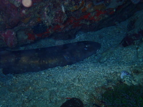White-spotted bamboo shark (Chiloscyllium plagiosum) — Hemiscylliidae