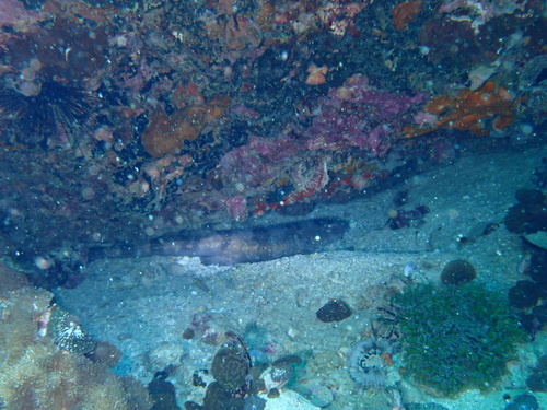 White-spotted bamboo shark (Chiloscyllium plagiosum) — Hemiscylliidae — 4