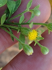 Perityle congesta