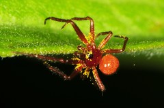 Thymoites unimaculatus