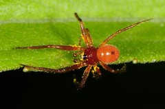 Thymoites unimaculatus