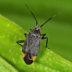 Polymerus venaticus