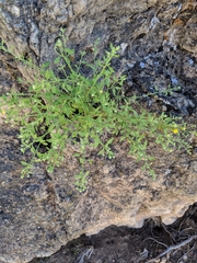 Perityle congesta