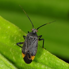 Polymerus venaticus
