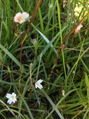 Epilobium oregonense