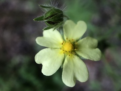 Potentilla recta