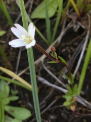 Epilobium oregonense