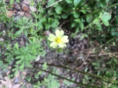 Potentilla recta