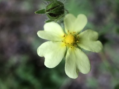 Potentilla recta