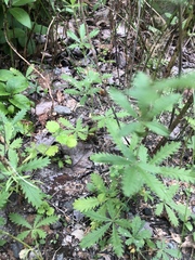 Potentilla recta