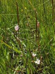 Epilobium oregonense