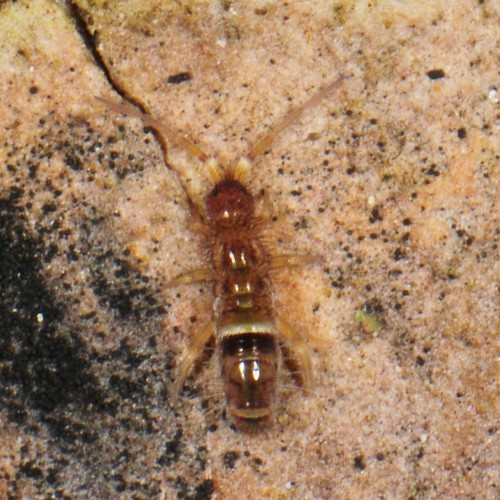 Belted Springtail, photo 9 of 9