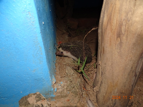Four-toed Hedgehog