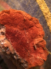 Trametes cinnabarina