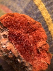 Trametes cinnabarina