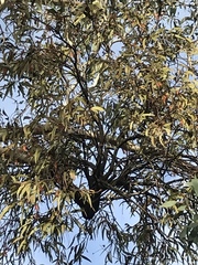 Amyema pendula pendula