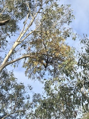 Amyema pendula pendula