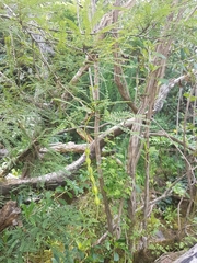 Sophora longicarinata