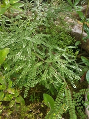 Sophora longicarinata