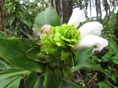 Costus asplundii
