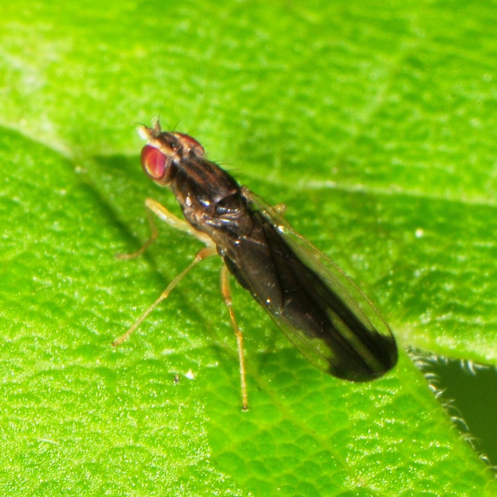 Ischnomyia