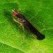 Anthomyzidae - Photo (c) Jason M Crockwell,  זכויות יוצרים חלקיות (CC BY-NC-ND), הועלה על ידי Jason M Crockwell