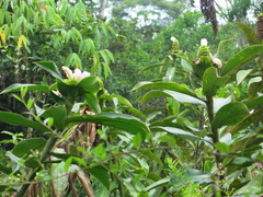 Costus asplundii