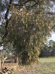Amyema pendula