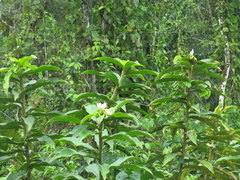 Costus asplundii