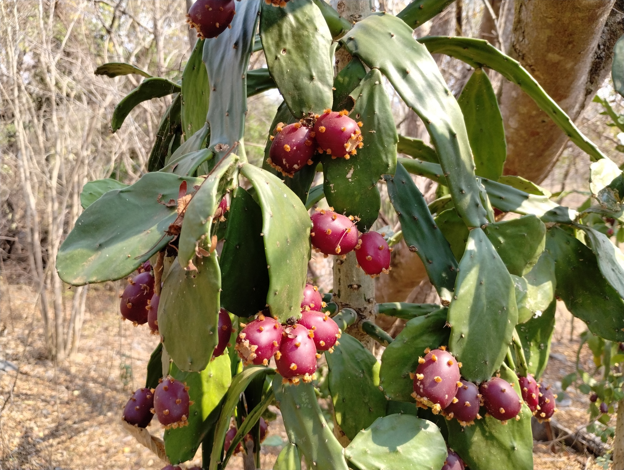 Brasiliopuntia brasiliensis