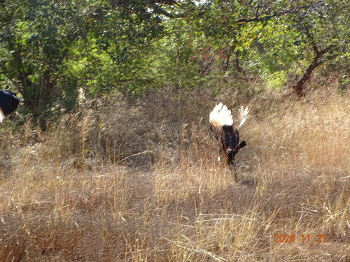 Abyssinian Ground-Hornbill