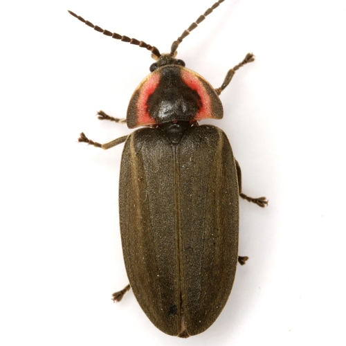 Winter Firefly