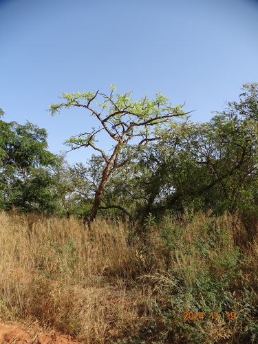 Sudanese Frankincense