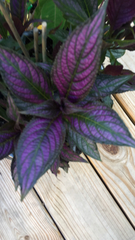 Strobilanthes auriculata dyeriana