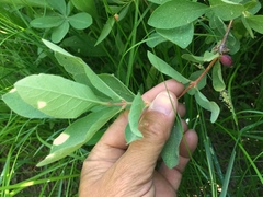 Lonicera caerulea cauriana
