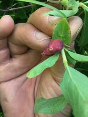 Lonicera caerulea cauriana