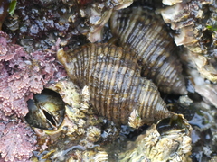 Nucella canaliculata