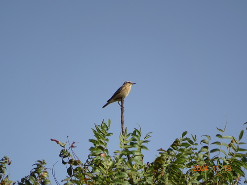 Whinchat