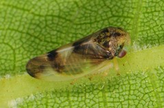 Pediopsoides distinctus