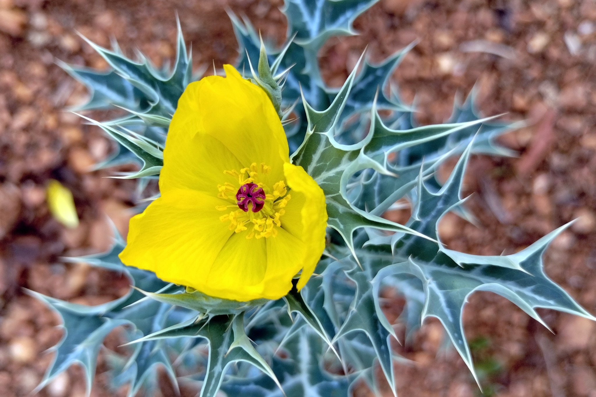Argemone mexicana