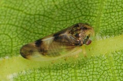 Pediopsoides distinctus